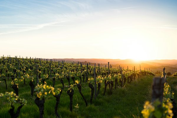 Comment organiser une visite des vignobles en Afrique du Sud?